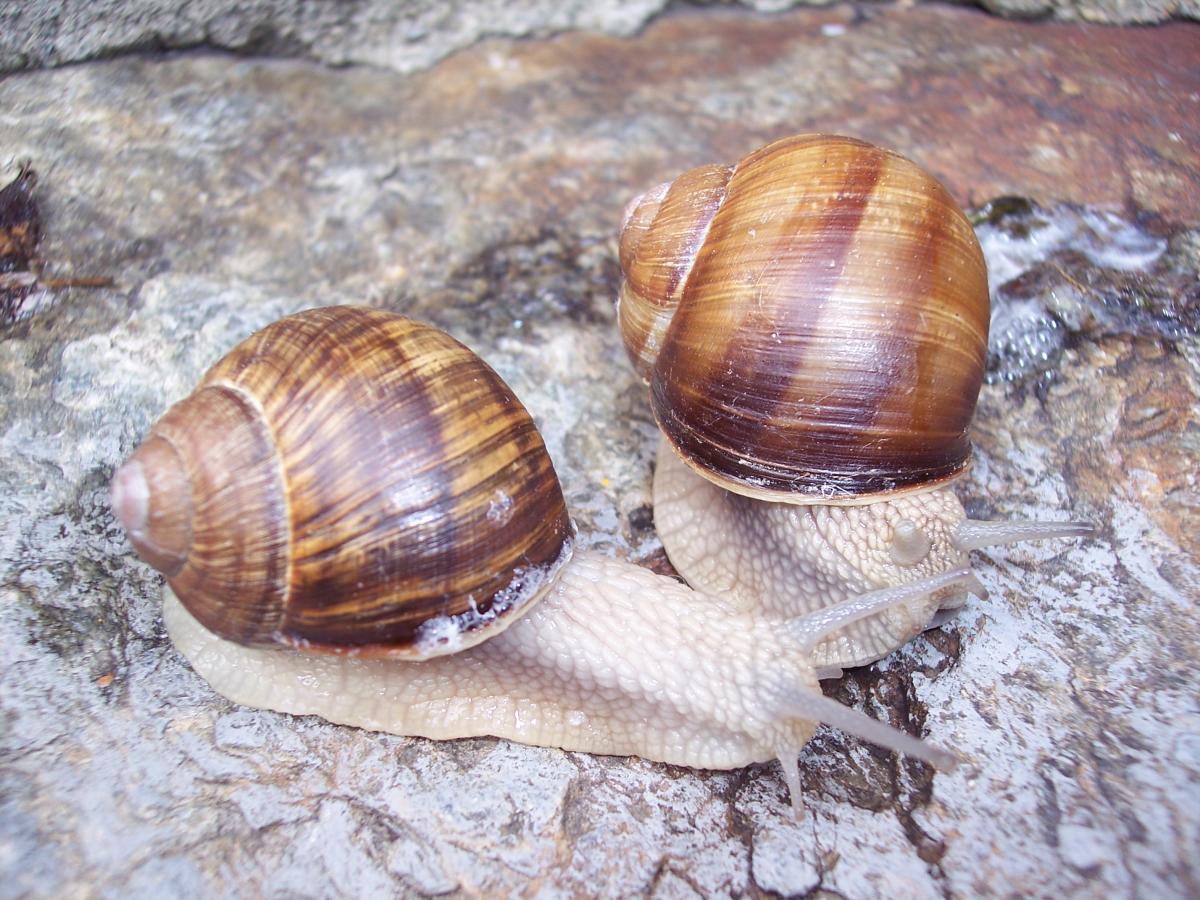 Chiocciola di montagna: Helix sp.